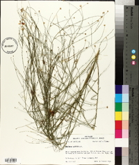 Boltonia diffusa image