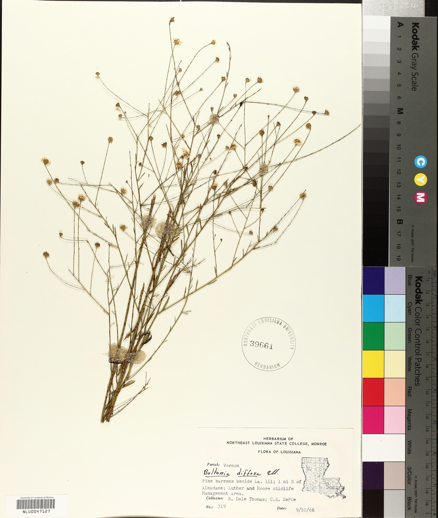 Boltonia diffusa image