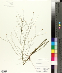 Boltonia diffusa image