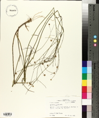 Boltonia diffusa image