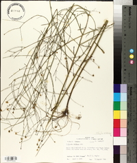 Boltonia diffusa image