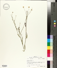 Boltonia diffusa image