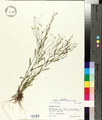 Boltonia diffusa image