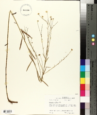 Boltonia diffusa image