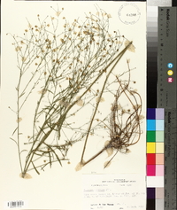 Boltonia diffusa image