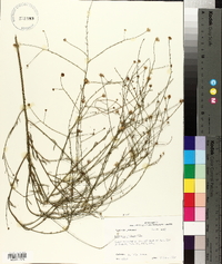 Boltonia diffusa image