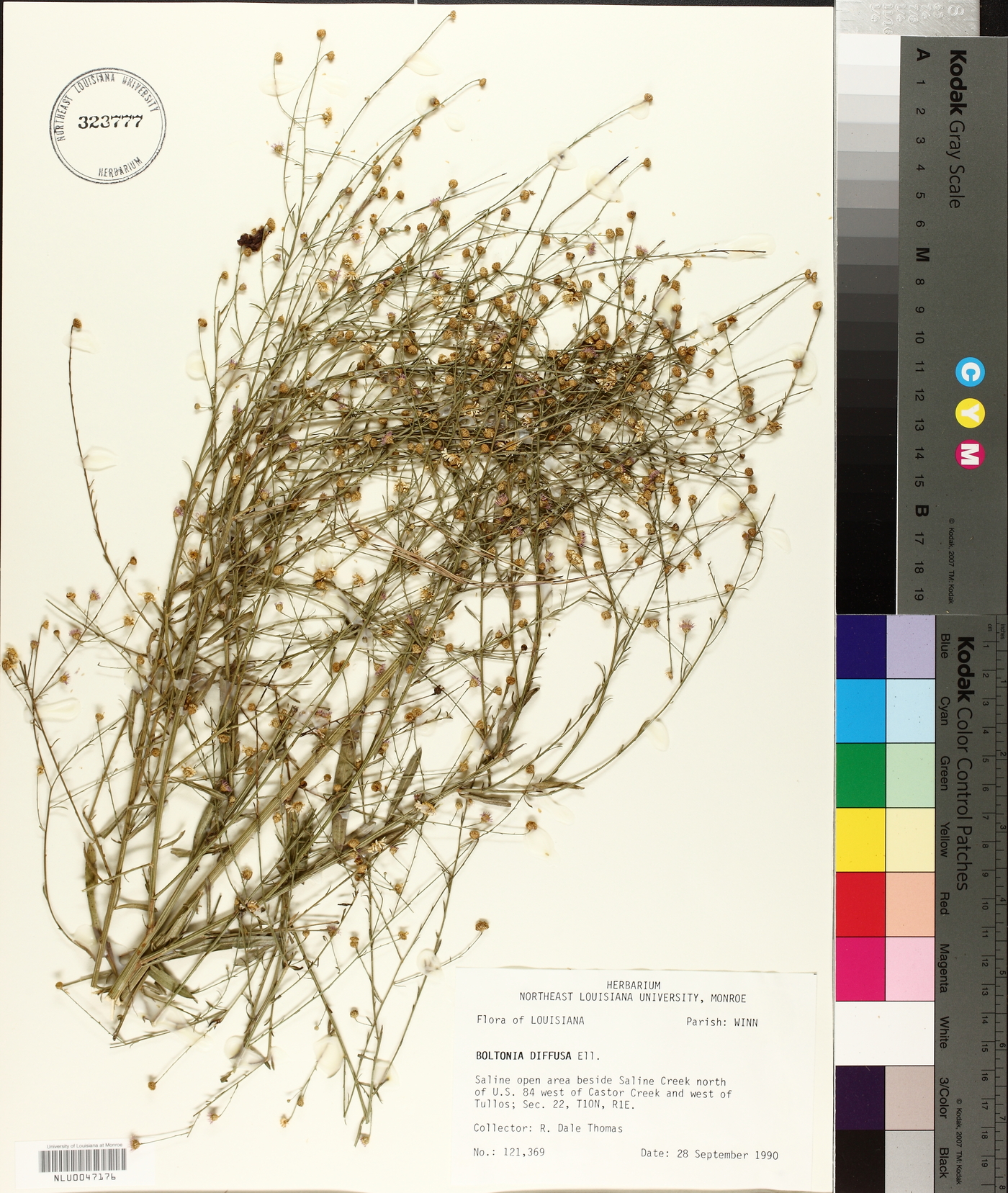 Boltonia diffusa image