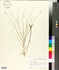 Boltonia diffusa image