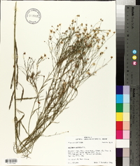 Boltonia diffusa image