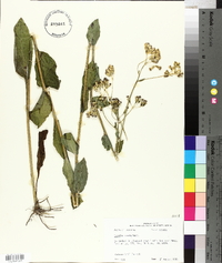 Arnoglossum ovatum image