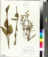 Arnoglossum ovatum image