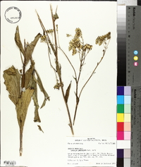 Arnoglossum ovatum image