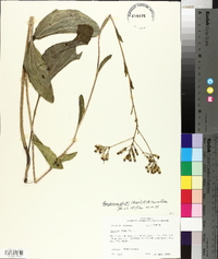 Arnoglossum ovatum image