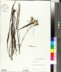 Arnoglossum ovatum image