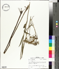 Arnoglossum ovatum image