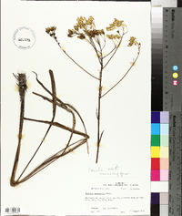 Arnoglossum ovatum image