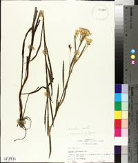 Arnoglossum ovatum image