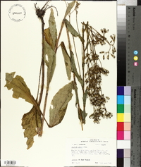 Arnoglossum ovatum image