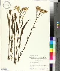 Arnoglossum ovatum image