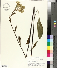 Arnoglossum plantagineum image