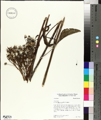 Arnoglossum plantagineum image