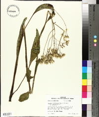 Arnoglossum plantagineum image