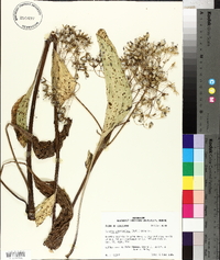 Arnoglossum plantagineum image