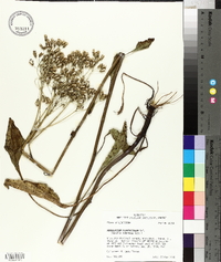 Arnoglossum plantagineum image