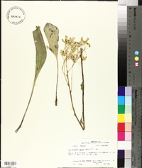 Arnoglossum plantagineum image