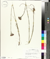 Carphephorus pseudoliatris image