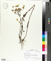 Bradburia pilosa image