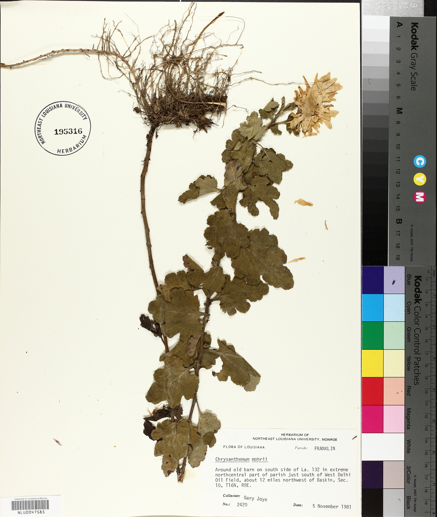 Chrysanthemum morii image