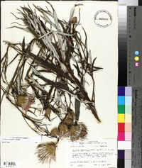 Cirsium altissimum image