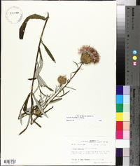 Cirsium altissimum image