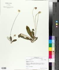 Chaptalia tomentosa image