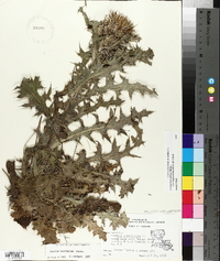 Cirsium horridulum image