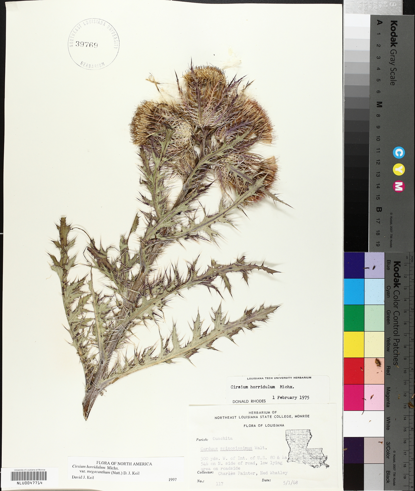 Cirsium horridulum var. megacanthum image