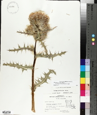 Cirsium horridulum var. megacanthum image