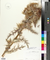 Cirsium horridulum image