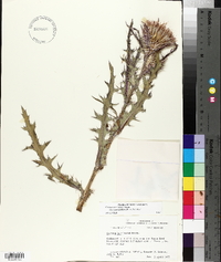 Cirsium horridulum image