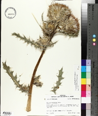 Cirsium horridulum image