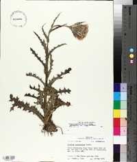 Cirsium horridulum image