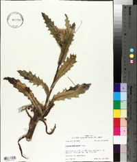 Cirsium horridulum image