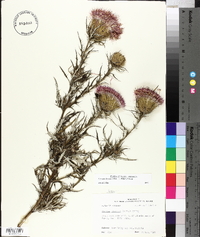 Cirsium discolor image