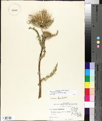 Cirsium horridulum image