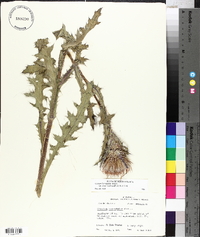 Cirsium horridulum var. megacanthum image