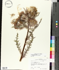 Cirsium horridulum image