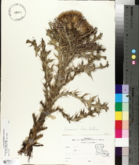 Cirsium horridulum var. megacanthum image