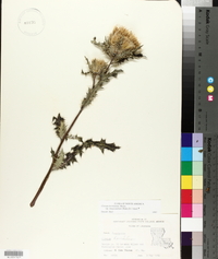 Cirsium horridulum image