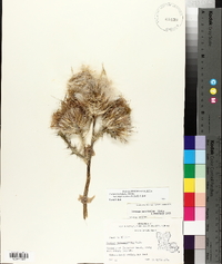 Cirsium horridulum image